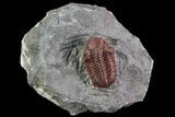 Red Barrandeops Trilobite - Hmar Laghdad, Morocco #69738-1